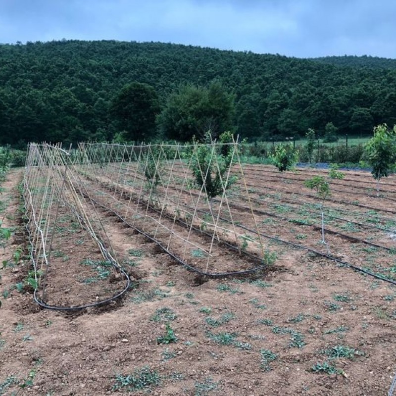 Dekoratif Doğal Hasır Bambu Çubuk 1,50 Metre 20 Adet.