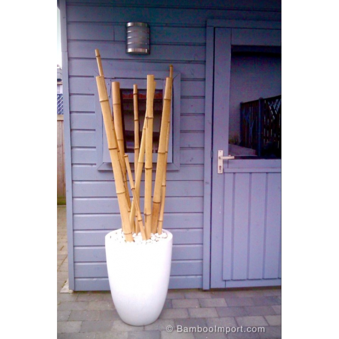 Dekoratif Doğal Hasır Bambu Çubuk 3 Metre 20 Adet